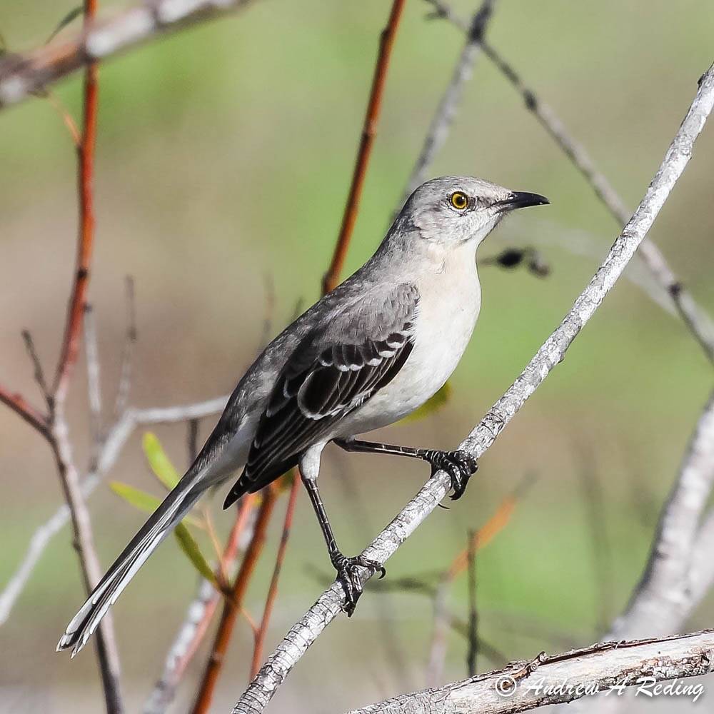 northern mockingbird by Andrew Reding is licensed under CC BY-NC-ND 2.0
